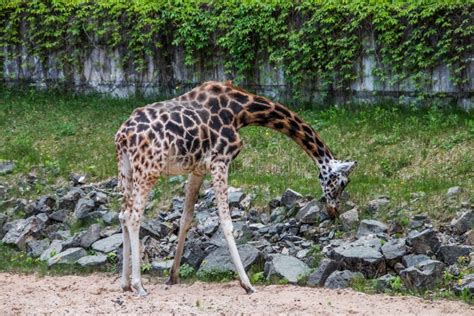 Profile View Of Giraffe Walking In The Wild Park Stock Image Image Of Masai Horizontal 210608197