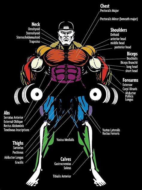 Muscle Chart Poster Anatomy Diagram Bodybuilding Poster Ph