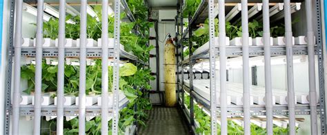How To Practise Urban Farming At Home