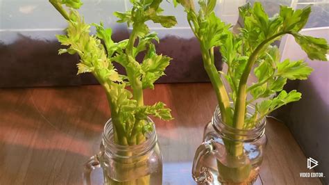 Growing Celery Inside In Water Youtube