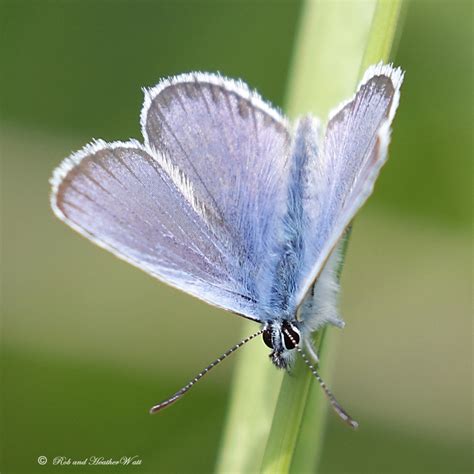 Silver Studded Blue Plebejus Argus M Shropshire Uk 17062 Flickr