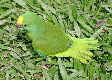 Tui Parakeet Birdforum Opus Birdforum