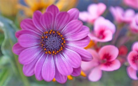 Download Purple Flower Close Up Flower Nature Daisy Hd Wallpaper