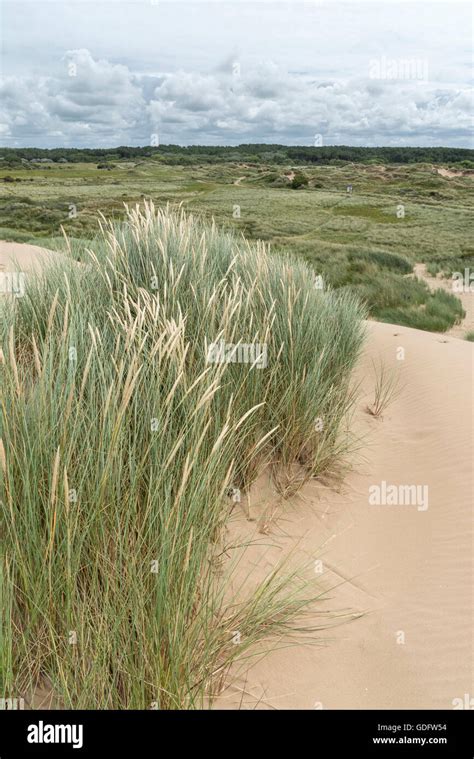 Marram Grass Growing On Sand Dunes At Formby Point On The Coast Of