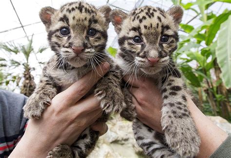 Ah What Cute Baby Clouded Leopards Born In Belgium