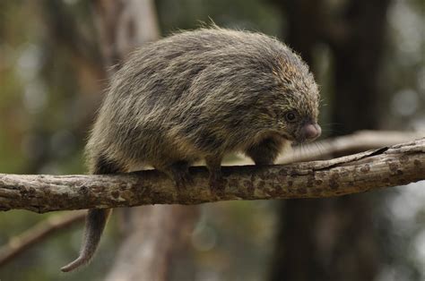 Paraguaian Hairy Dwarf Porcupine Coendou Spinosus Zoochat