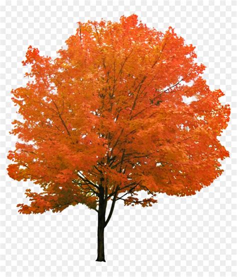 Cutout Autumn Tree Red Maple Tree Png Transparent Png