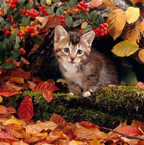 Tabby Kitten Among Autumn Leaves Photo Wp15904