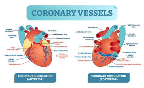 Coronary Vessels Anatomical Health Care Vector Illustration Labeled
