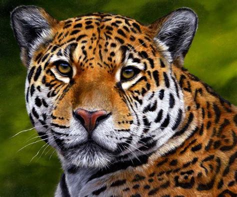 Shamanic Animal Totem Appearance – Jaguar – Hālau 'Aha Hūi Lanakila™