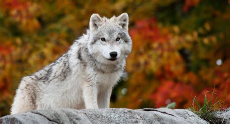 Un Lobo Salvaje En El ártico Animales Muy Hermosos Wallpaper Hd
