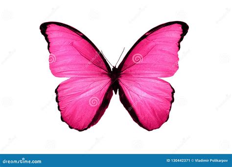 Beautiful Pink Butterfly Isolated On White Background Stock Image