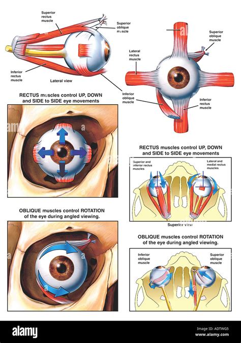 Anatomy And Function Of The Eye Muscles Stock Photo Alamy