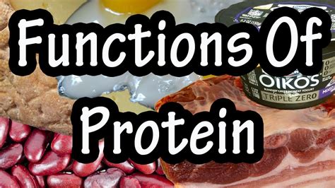 Functions Of Protein In The Body How The Body Uses Proteins
