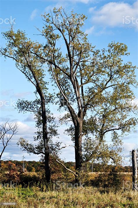 Dramatic Trees Stock Photo Download Image Now Autumn Dark