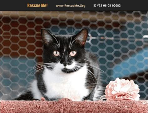 Adopt 23060800082 ~ Domestic Cat Rescue ~ Williamsburg Nm