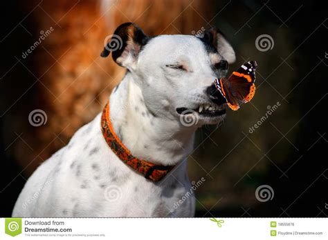 Dog With Butterfly On His Nose Stock Photo Image Of