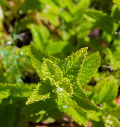 Mint Growing In Herb Garden Stock Image Image Of Cultivate Meal