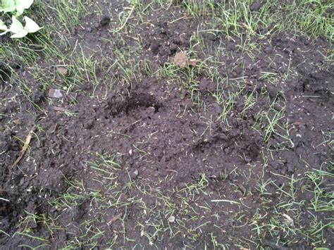 Why Are Skunks Digging Up My Yard