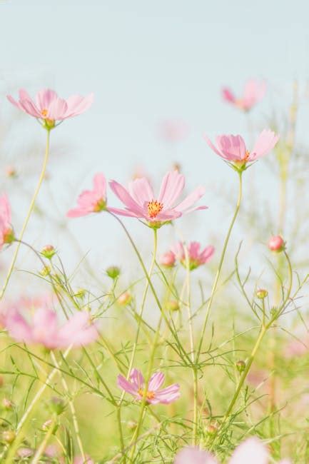 Bright Blossoming Garden Cosmos Flowers Growing In Green Field In