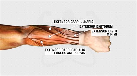 How To Get Bigger Forearms Fast Science Based Tips