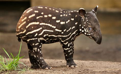 Brazil A Tapir Is Born In The Atlantic Forest For The First Time In