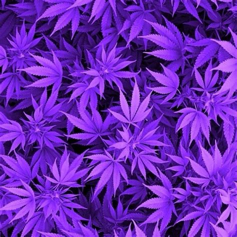 Free Purple Weed Background Photography