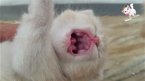 صوت مواء قطط حقيقي يجعل القطط تاتي اليك بسرعة Youtube