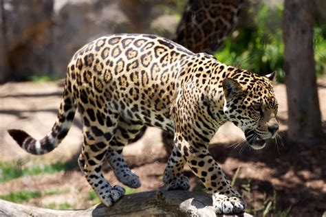 Free Images Wildlife Zoo Fauna Leopard Vertebrate Jaguar Safari