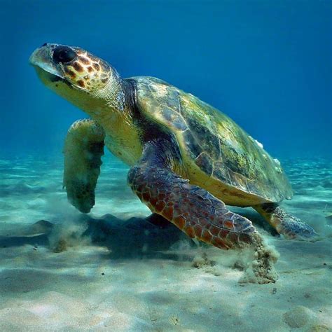 The sprawling archipelago is also home to a myriad of wildlife that will fascinate anyone. Turtle Indonesian Cute Pet Animal - Look Animals