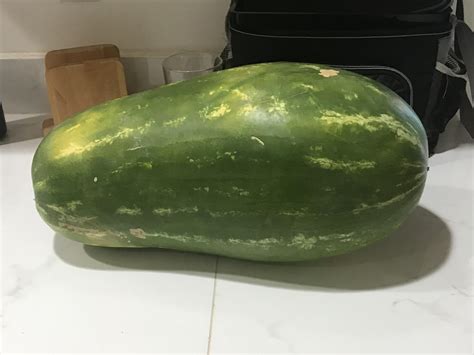 Long Watermelon Rmildyinteresting