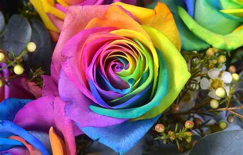 Ini Dia Gambar Bunga Mawar Warna Warni Super Keren Informasi Seputar Tanaman Hias