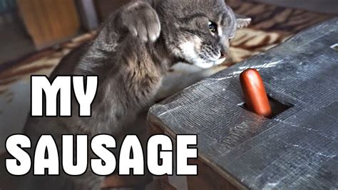 Funny Cat And Sausage Again Laughs Especially At The End Of The Video😸
