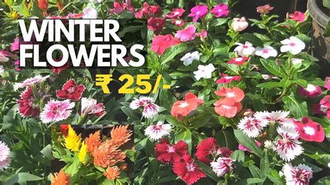 Winter Flower Plants Nursery Visit Cheap Winter Flowering Plants At