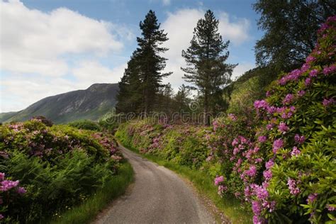 Scottish Landscape With Purple Flowers In The Foreground Stock Photo
