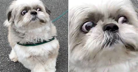 15 Dog Posts From This Week That Ive Deemed Very Important 15 Dogs