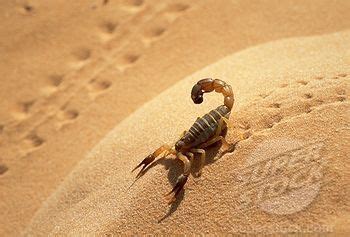 480 x 360 jpeg 58 кб. 60 best Plants and animals that live in the desert. images on Pinterest | Desert animals ...