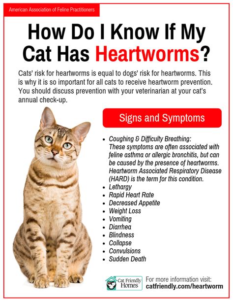 How Can I Tell If My Cat Has Worms Symptoms Cat Lovster
