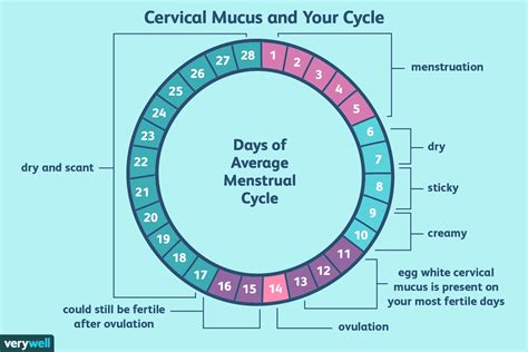 Pin By Margaret On Infographics Cervical Mucus Ovulation Ovulation