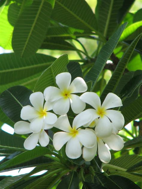 Plants of uncompromising quality to make your plants extraordinary. Plumeria obtusa (Singapore Graveyard Flower) | World of ...