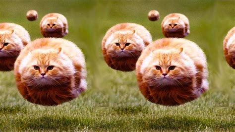 Flying Ball Cats Memes Imgflip
