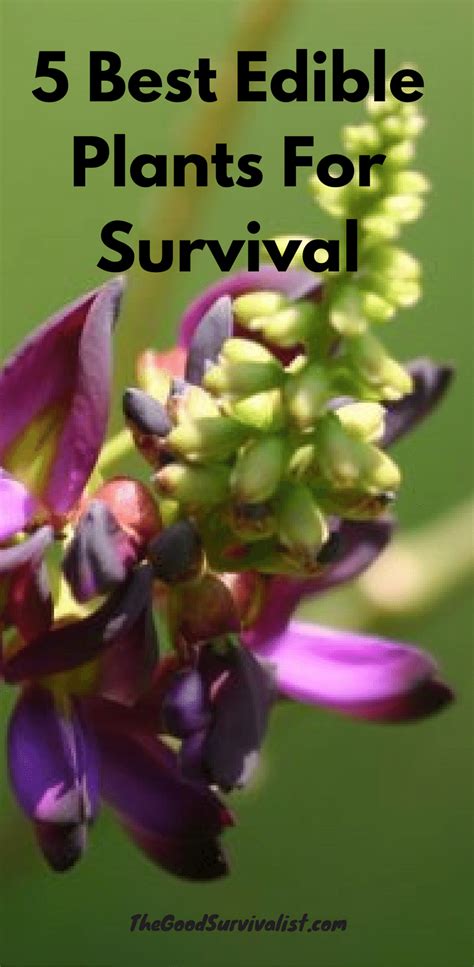 5 Best Edible Wild Plants That Can Keep You Alive In A Survival