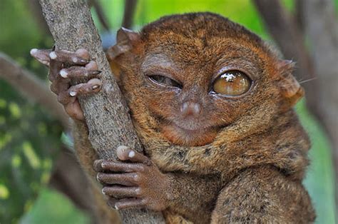 Funny Cute Tarsier New Photosimages 2012 Funny Animals