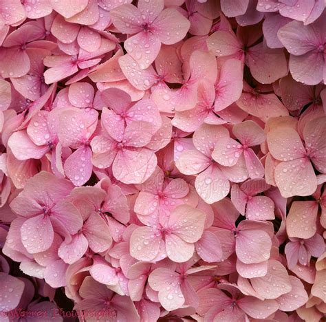 Pink Hydrangea Flowers Photo Wp03066