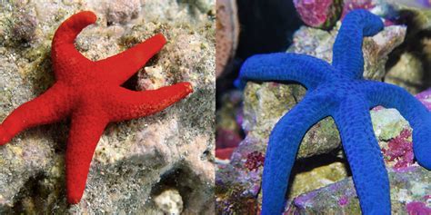 Finding Nemo Starfish Great Deals Save 49 Jlcatjgobmx
