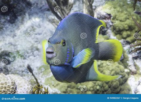 Blue Angelfish Stock Image Image Of Angelfish Bermudensis 94982267
