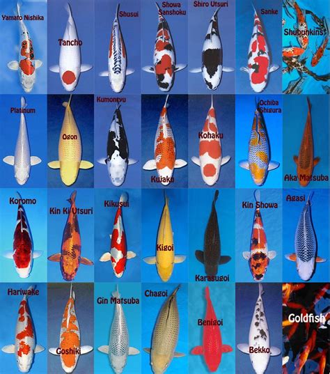 Koi Fish Color Chart Images And Photos Finder