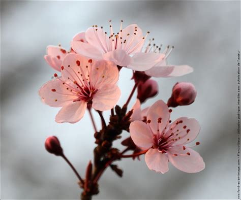 18 Top Image Fleur De Cerisier Japonais