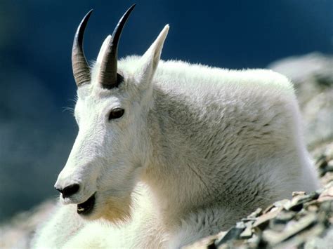 The Mountain Goat Basic Facts And Photos The Wildlife