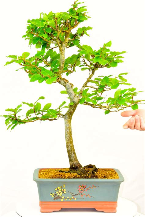 Superb Japanese White Beech For Sale Hardy Outdoor Bonsai For The Garden